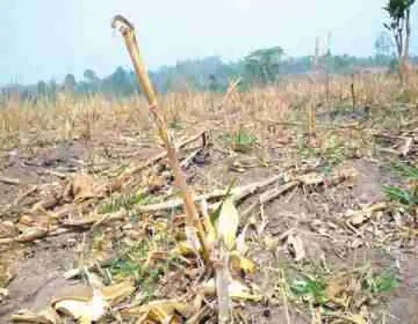 Suspected herdsmen rape 72 year old woman in Ondo